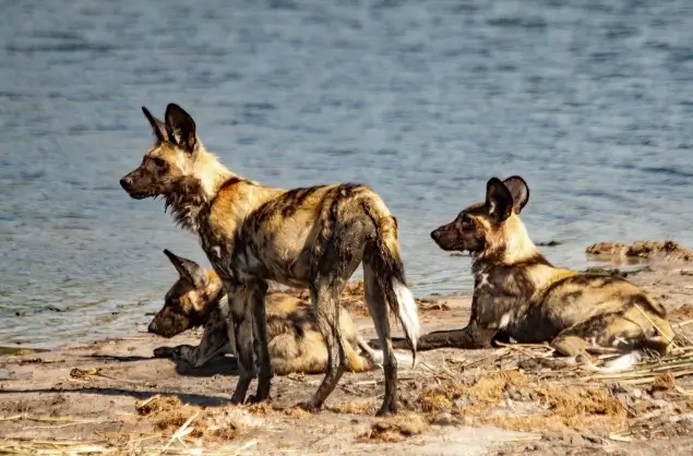 Wild Dogs are often seen in the Khwai area