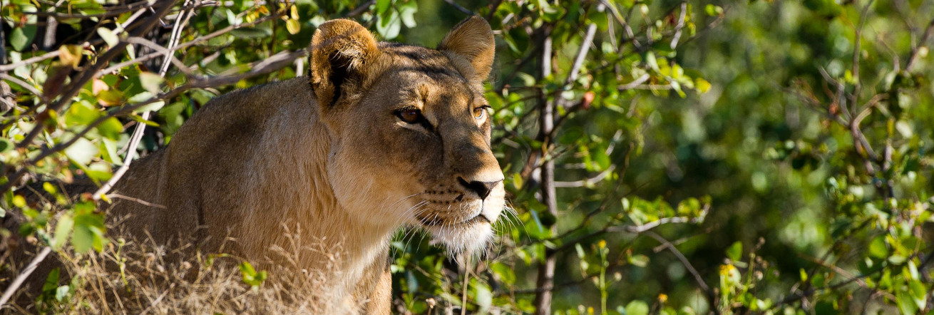 Lion stalking in the thickets, Wilderness Linyanti Tented Camp