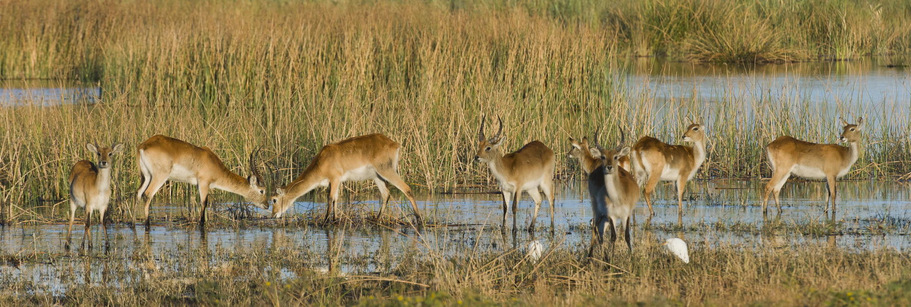 Letchwe in the shallows close to Wilderness Linyanti Tented Camp