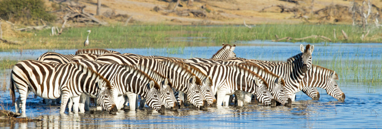 The Boteti River is a lifeline for animals in this area, Leroo La Tau