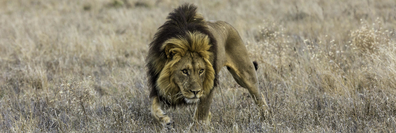 The Black Maned Kalahari lions are a sought after sighting, Tau Pan Camp