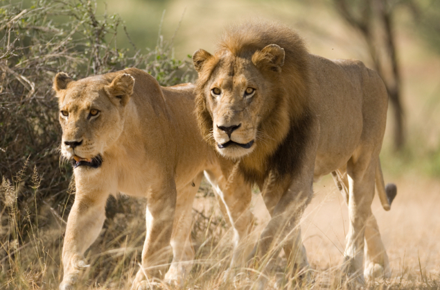 A great lion sighting in the Savuti area