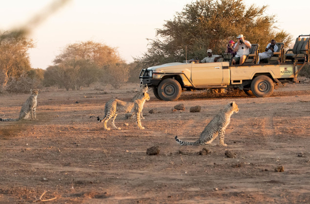 Game drives in the Mashatu Game Reserve