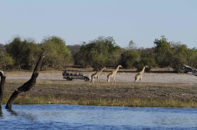 Game drives in the Chobe National Park