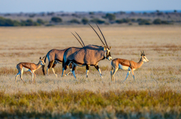 Oryx in the Central Kalahari