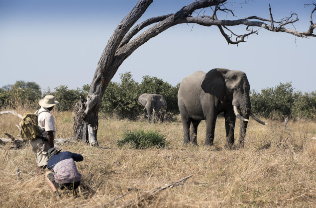 Walking safari in the Okavango Delta
