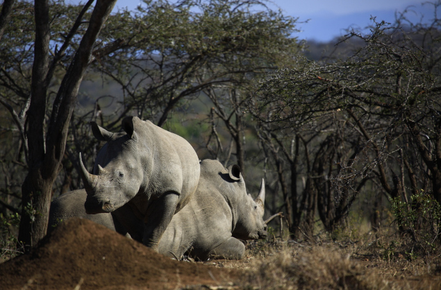 Rhino in the Mkhaya Game Reserve