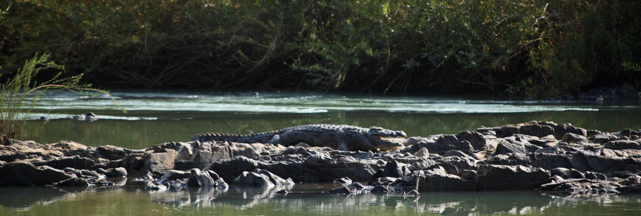 Crocodile sighting at Epupa Falls