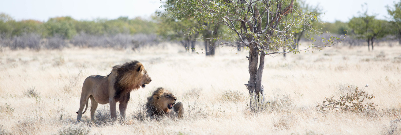 Lions in the Etosha National Park