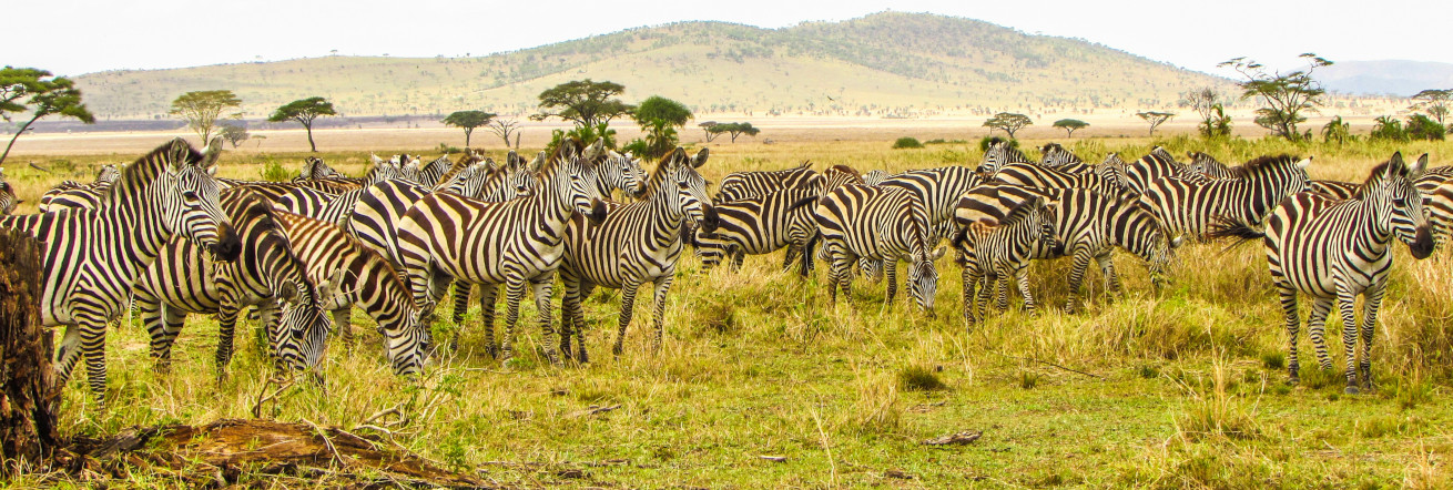 Zebra on the Seregeti plains
