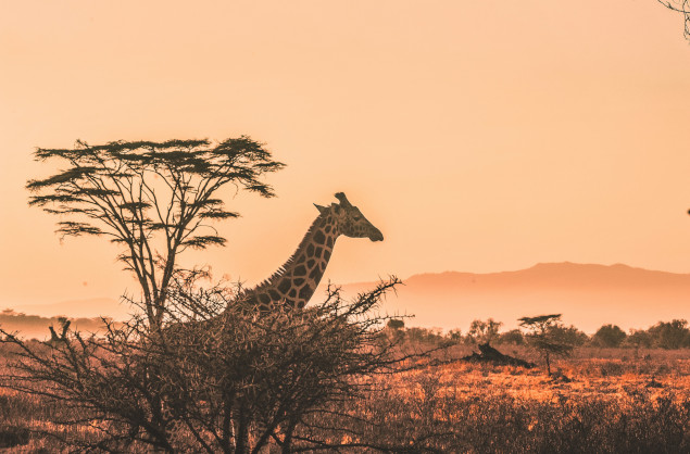 Giraffe in the Serengeti
