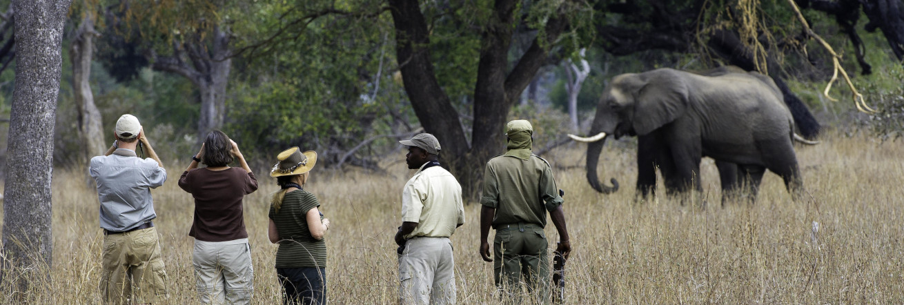 Walking safari in the South Luangwa, Mfuwe Lodge