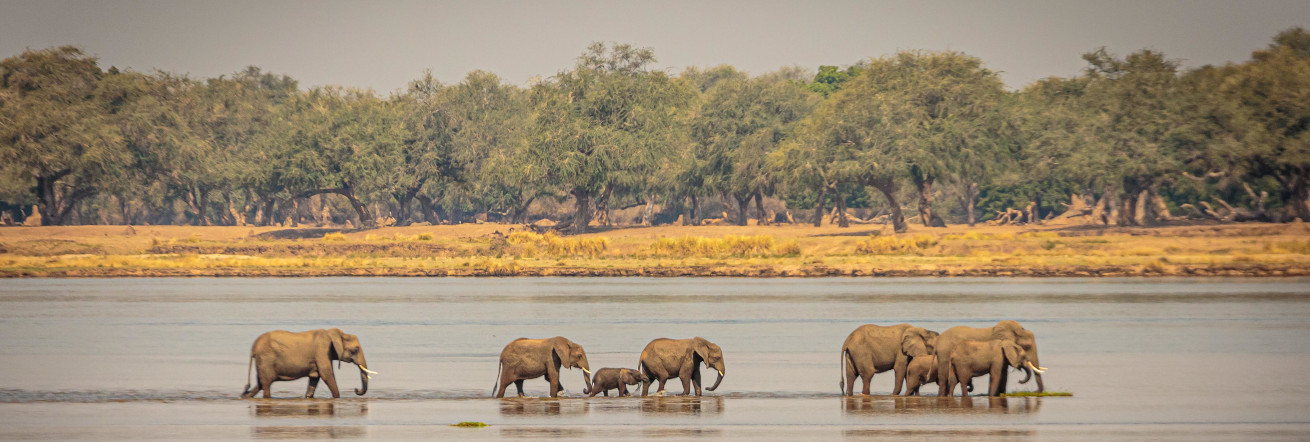 Elephants crossing the river, Royal Zambezi Lodge