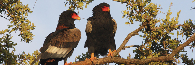 Bateleur Eagles are one of the many bird species