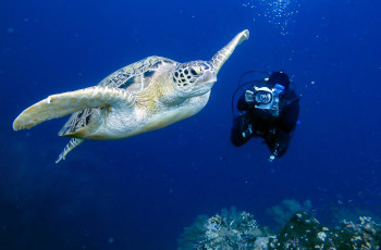 Turtle sighting while scuba diving at Bazaruto