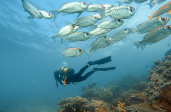 Scuba diving along the coral reefs at Bengeurra Island