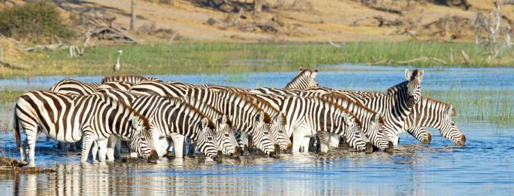 Zebras drinking in the Boteti River