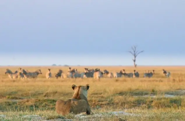 Lioness, Makgadikgadi Pans National Park, Botswana