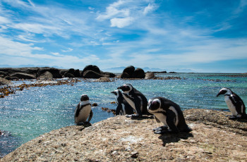 Boulders Beach Penguin Colony