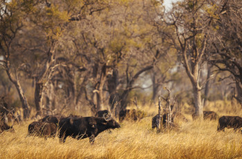 Buffalo grazing in the forest