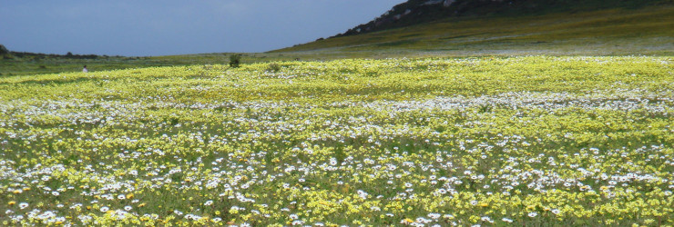 The wildflowers at Bushman's Kloof Wilderness Reserve