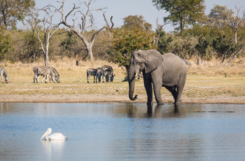 Elephants in the water