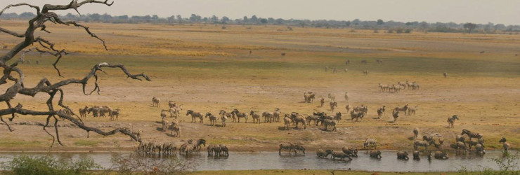 Views over the Chobe River Floodplains