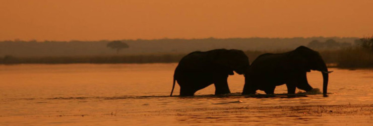 Elephants crossing the Chobe River