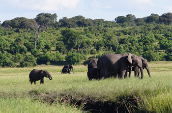 Elephants can be seen in big herds along the banks of the Chobe River