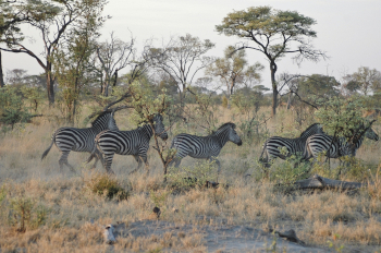 Game viewing at Camp Kwando