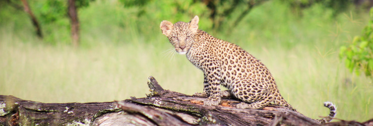 A wonderful leopard cub sighting close to Camp Moremi