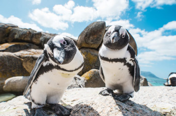 Inquisitive penguins along the marine cruise