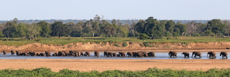  Elephants in the Save River, a common sight in Gonarezhou