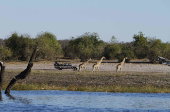 Game drives through the Chobe National Park