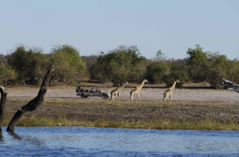 Game drives in the Chobe National Park