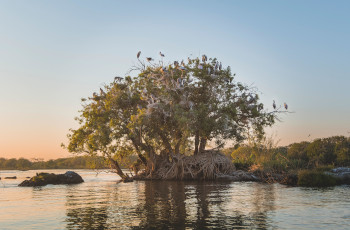 The birdlife in the Chobe region is wonderful
