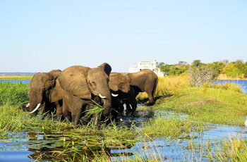 Elephant sightings from the boat are a regular occurrence