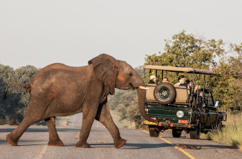 Elephant sighting during a game drive at Chobe Safari Lodge
