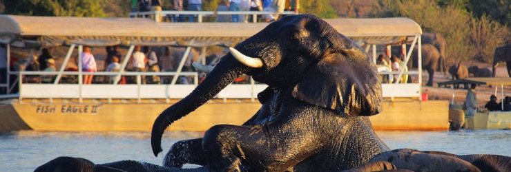  Elephants in the Chobe River, seen from a river cruise