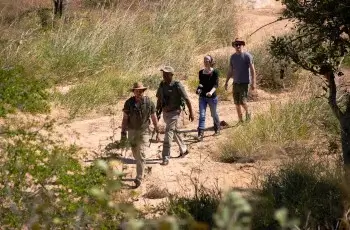 A 2 - 3 hr day walking safari conducted at Shindzela Tented Safari Camp, Timbavati