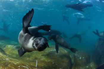 Cape fur seal sightings on a marine safari