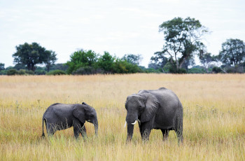 Elephants on the Khwai floodplains