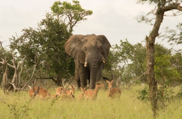 Elephant sighting on safari