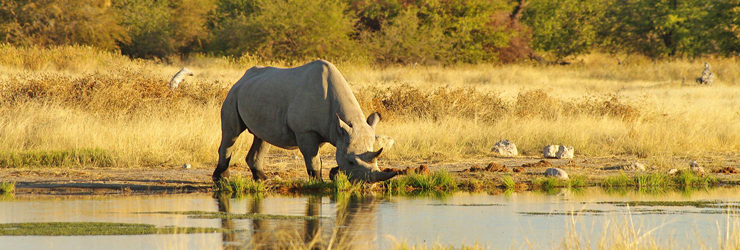 Game Viewing in Etosha