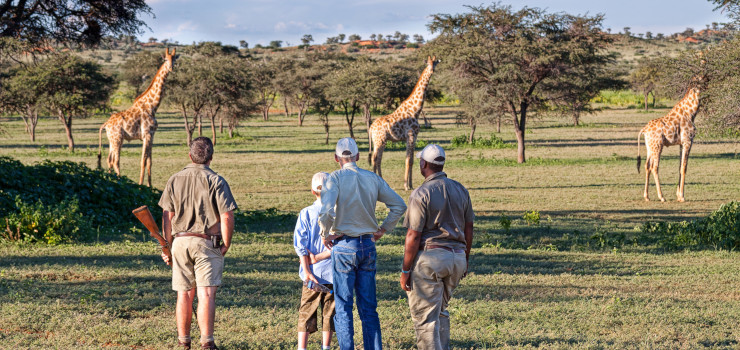 Giraffe sighting on a family walking safari