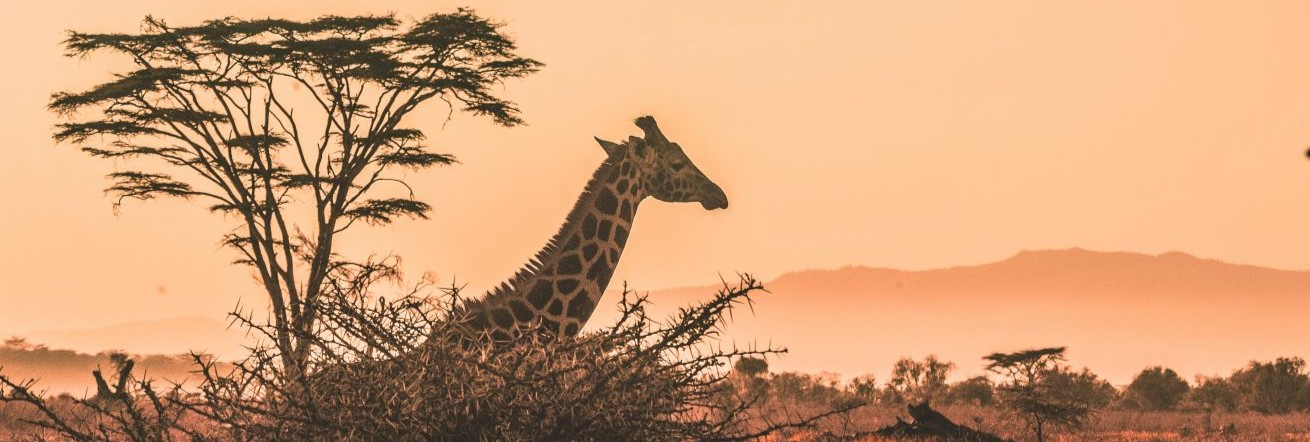 Giraffe sighting in Kenya