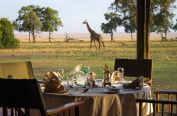 Giraffe sighting during breakfast