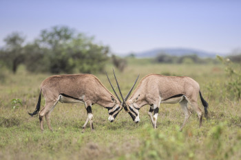 Gemsbok sighting on a game drive