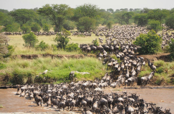 Thousands of wildebeest cross the rivers during the great migration