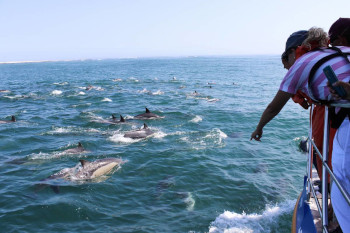 Dolphins on a Marine Safari